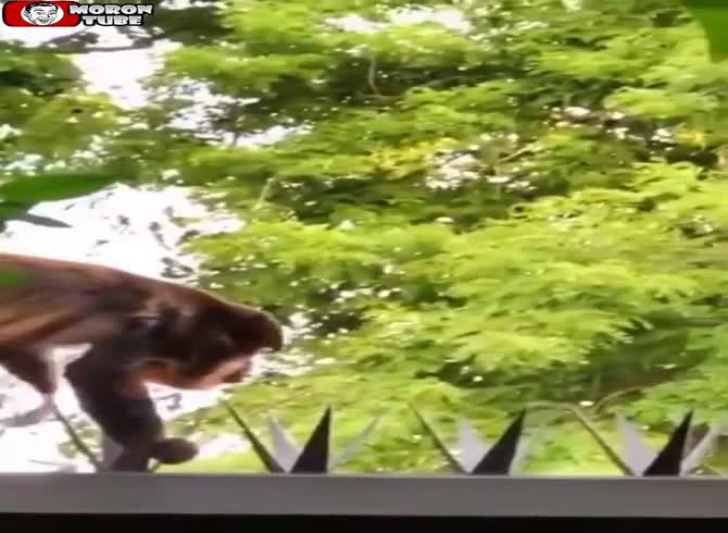 Video :There is a lethal barrier this monkey is crossing!